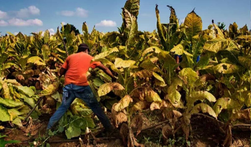 Американский фермер ухаживает за урожаем табака