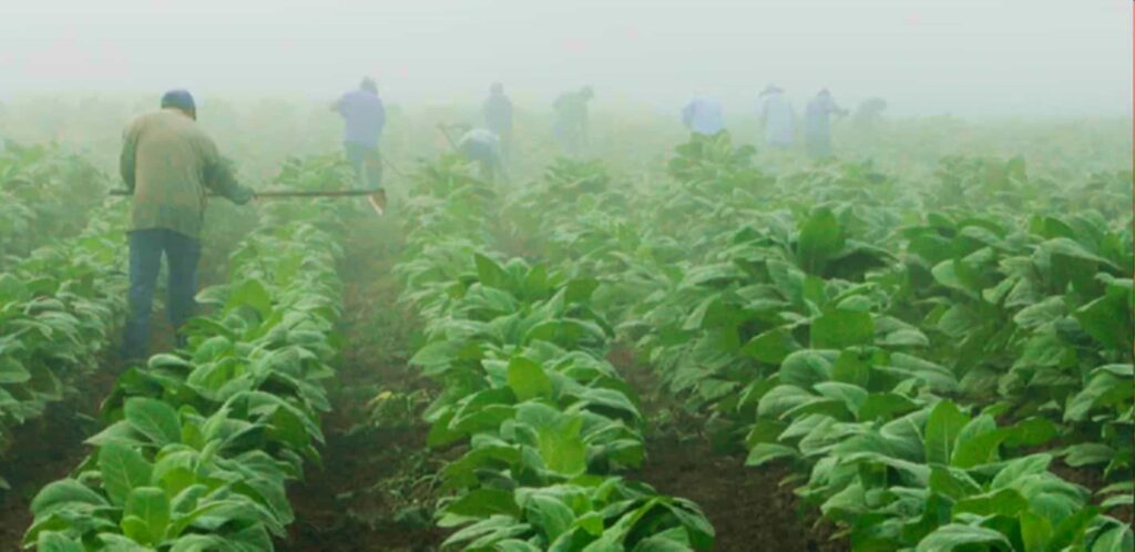 Фермер из Кентукки собирает табачные листья